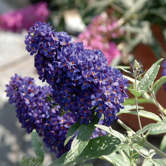 Buddleia Buzz™ Midnight