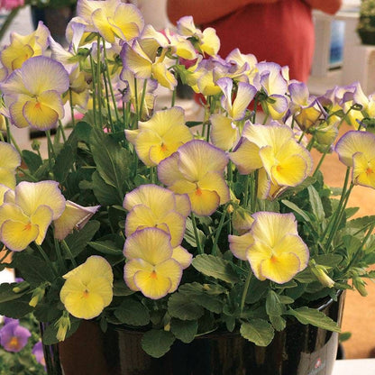 Viola MAGNIFISCENT® 'Sweetheart'