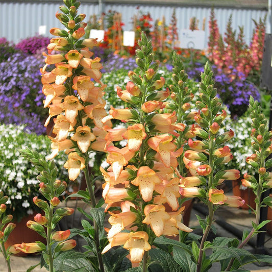 Digitalis ILLUMINATION® Apricot