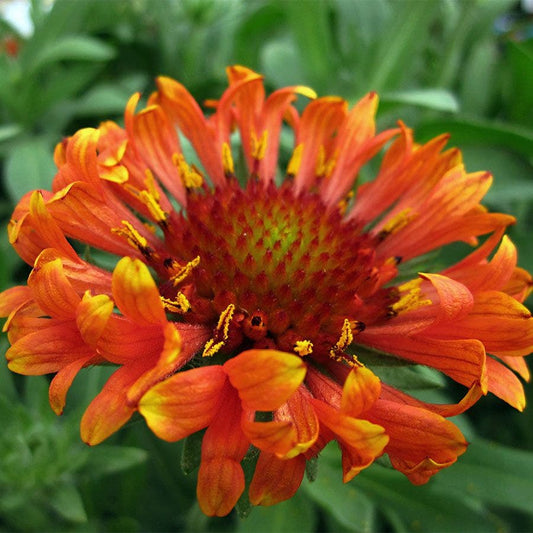 Gaillardia REALFLOR® 'Fanfare Blaze'
