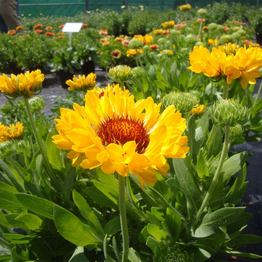 Gaillardia REALFLOR® 'Fanfare Citronella'