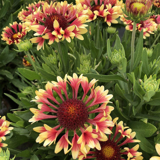 Gaillardia REALFLOR® 'Fanfare Showtime'