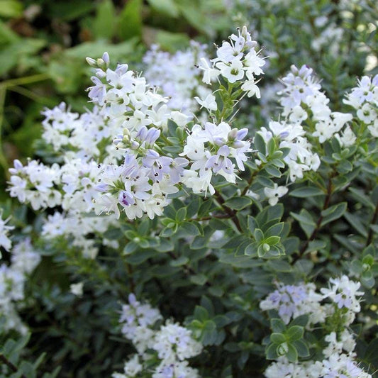 Hebe 'Western Hills'