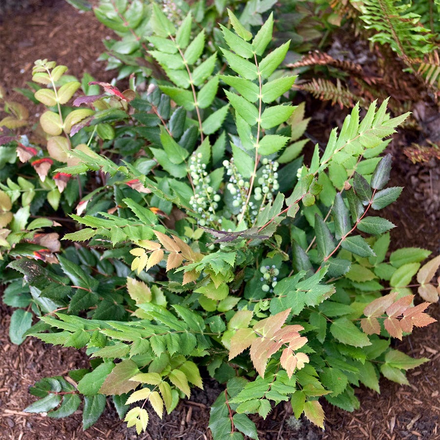 Mahonia nervosa