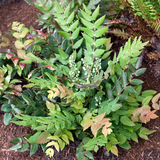 Mahonia nervosa