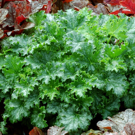 Heuchera Crisp™ 'Apple Crisp'