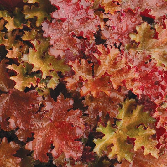 Heuchera Crisp™ 'Peach Crisp'