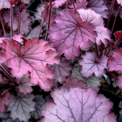 Heuchera Little Cuties™ 'Sugar Berry'