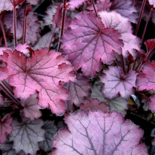 Heuchera Little Cuties™ 'Sugar Berry'