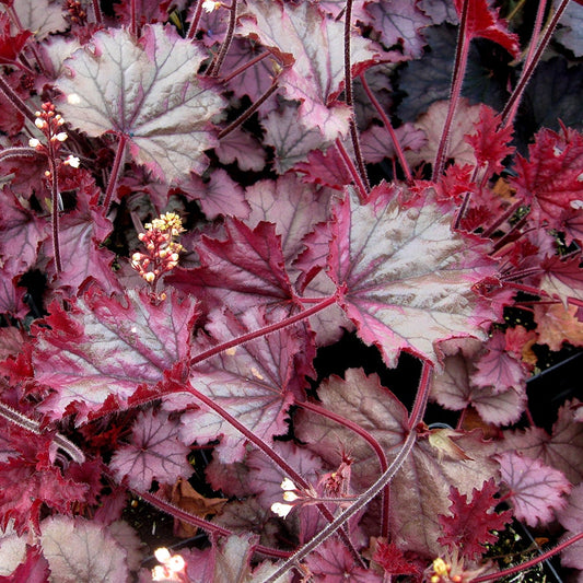 Heuchera Little Cuties™ 'Sugar Berry'