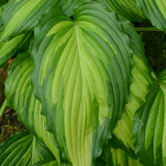 Hosta 'Angel Falls'