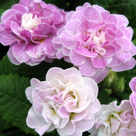 Primula vulgaris Belarina® Pink Ice