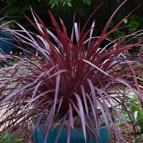 Cordyline Design-a-line™ Burgandy