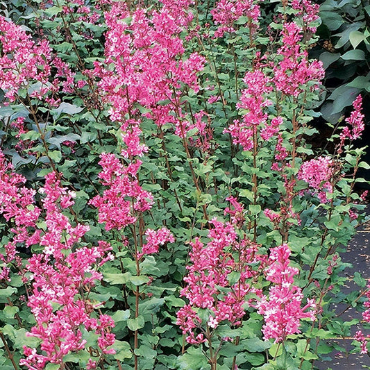 Syringa Bloomerang® Dwarf Pink
