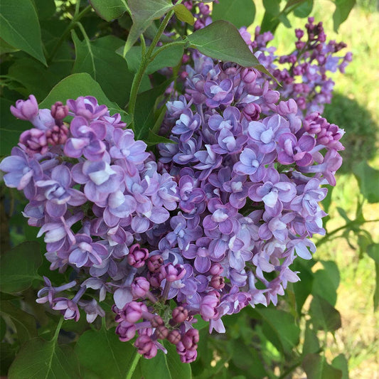 Syringa Scentara® Double Blue