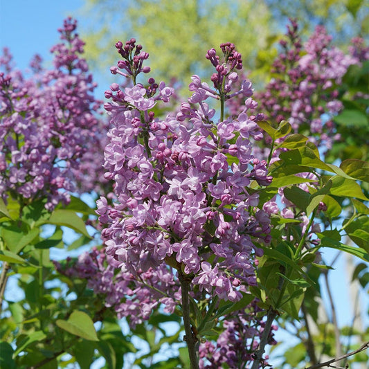 Syringa Scentara® Double Blue