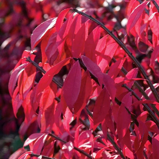 Euonymus 'Compact Burning Bush'