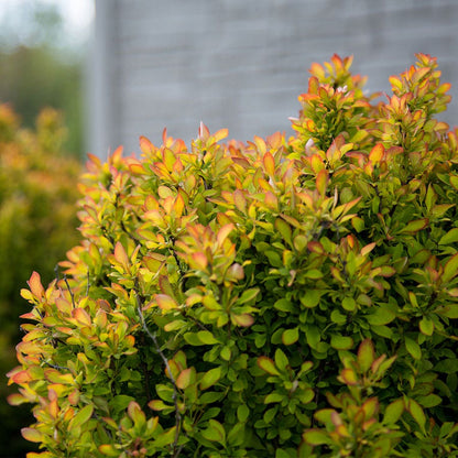 Berberis First Editions® Limoncello™