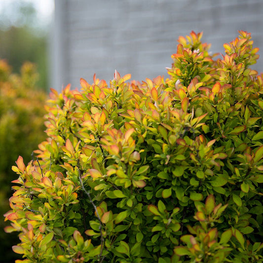 Berberis First Editions® Limoncello™