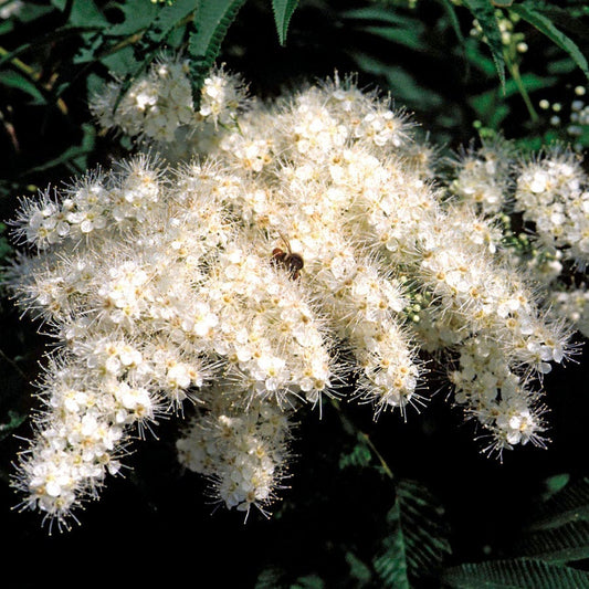 Sorbaria Ash Leaf Spirea