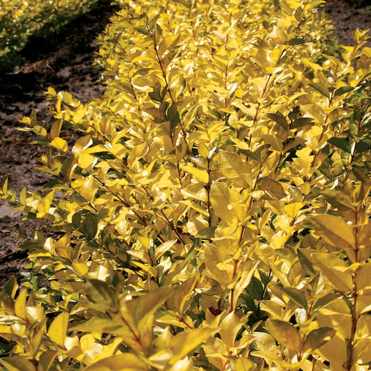 Ligustrum Golden Vicary Privet