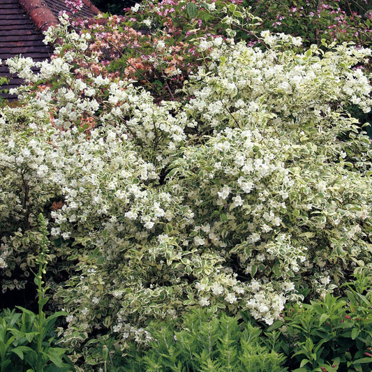 Philadelphus 'Minnesota Snowflake'