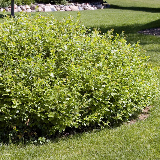 Rhus 'Gro-Low' Sumac