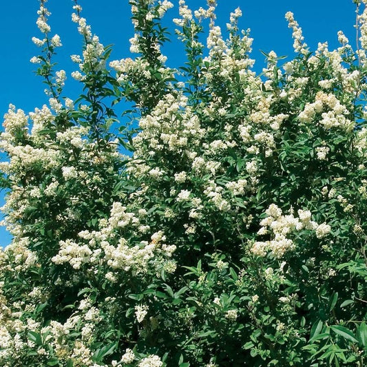 Ligustrum 'Cheyenne Privet'