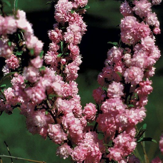 Prunus 'Rosea Plena'