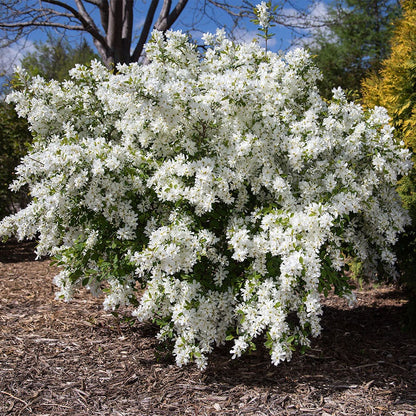 First Editions® Lotus Moon™ Pearlbush