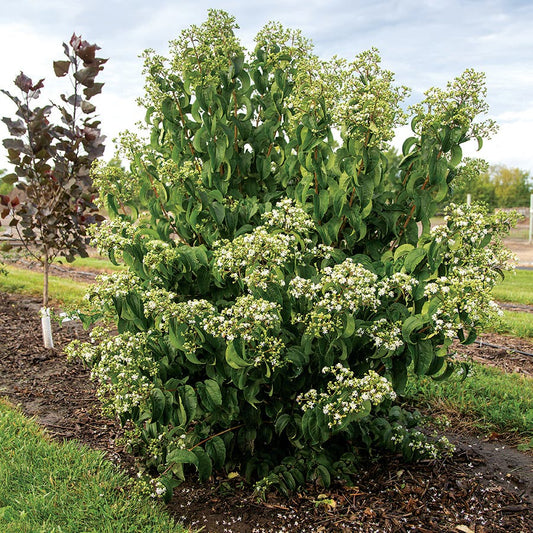 Heptacodium First Editions® Tianshan®