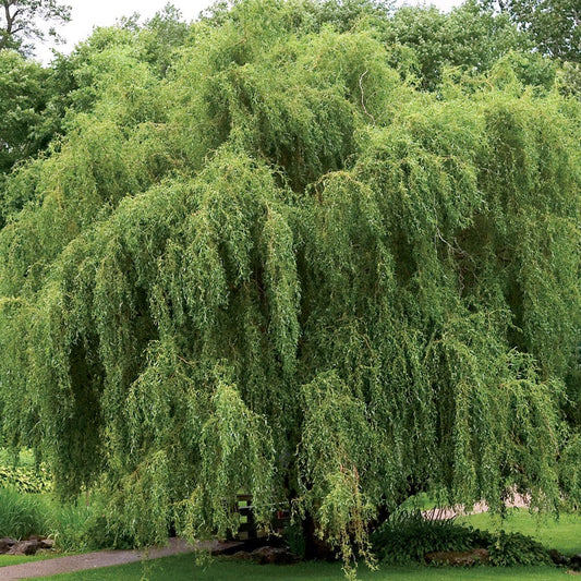 Salix 'Golden Curls'