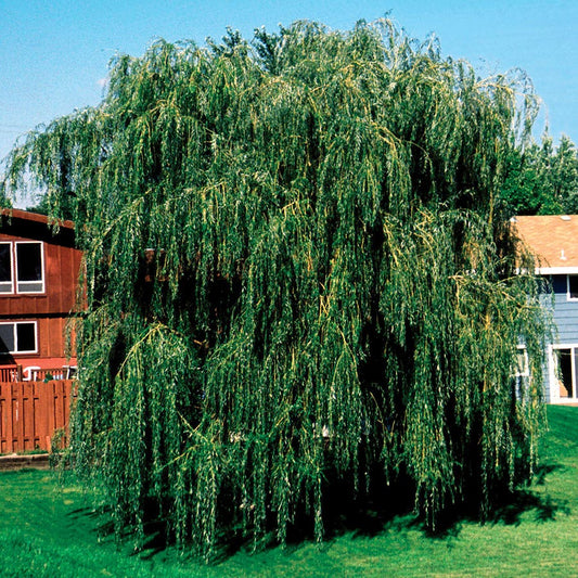Salix alba 'Tristis'
