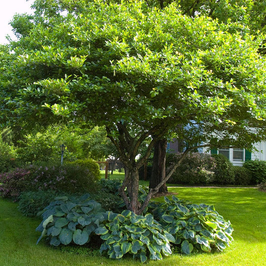 Crataegus crus-galli