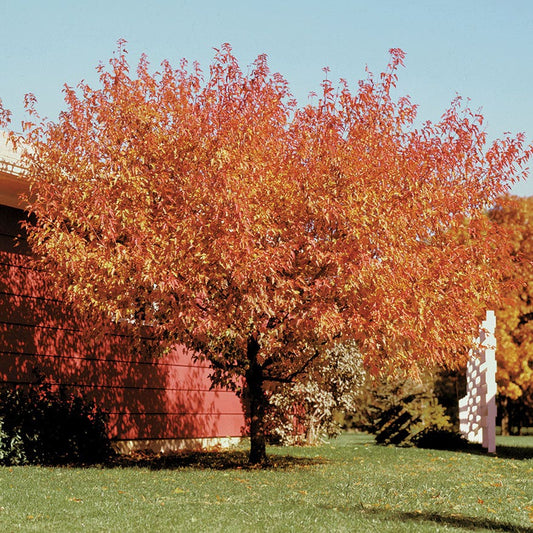 Acer Bailey Compact Amur Maple
