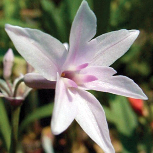 Tulbaghia 'Ashanti'