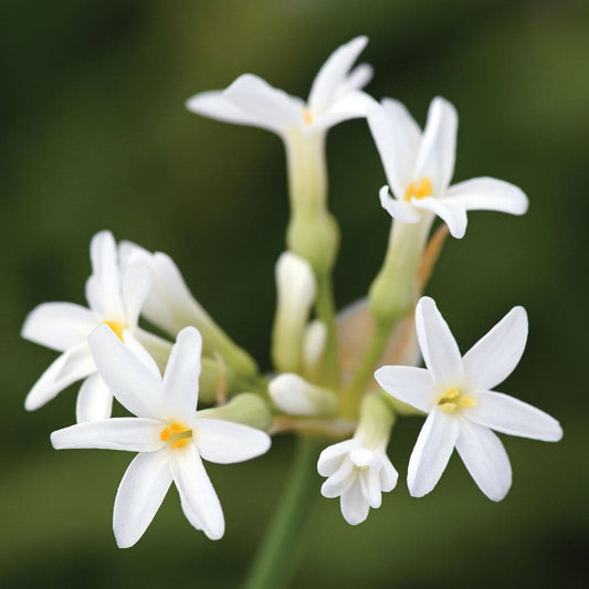 Tulbaghia 'Savanna Lightning'