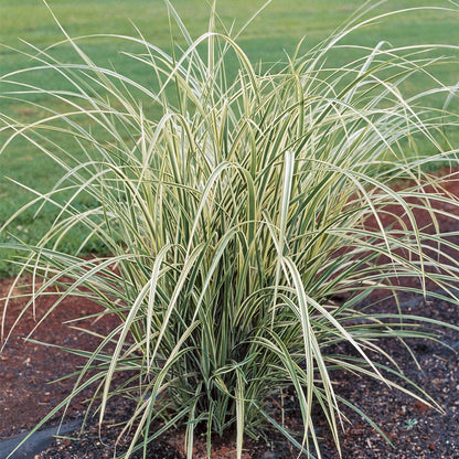 Miscanthus 'Dixieland'