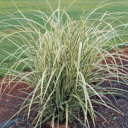 Miscanthus 'Dixieland'