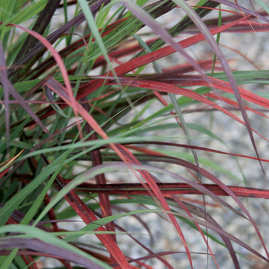 Panicum Ruby Ribbons®