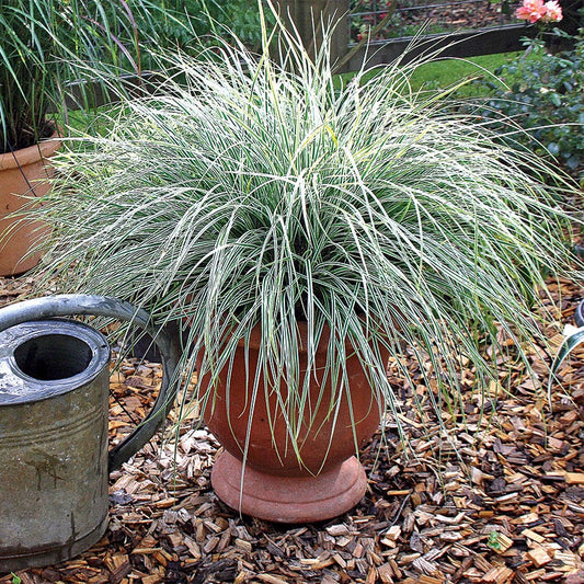Carex Evercolor® 'Everest'