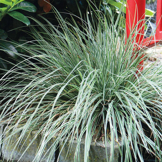 Carex Evercolor® 'Everest'