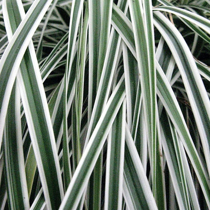 Carex Evercolor® 'Everest'