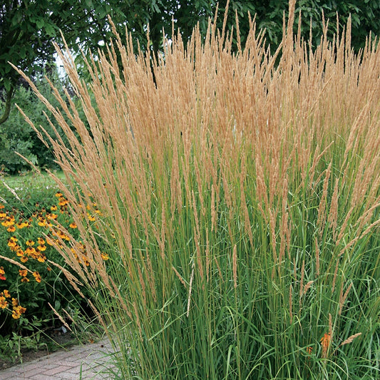 Calamagrostis 'Karl Foerster'