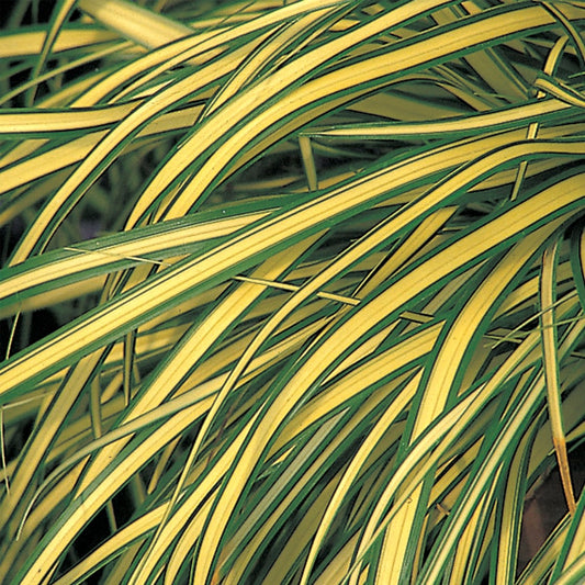Carex 'Evergold'