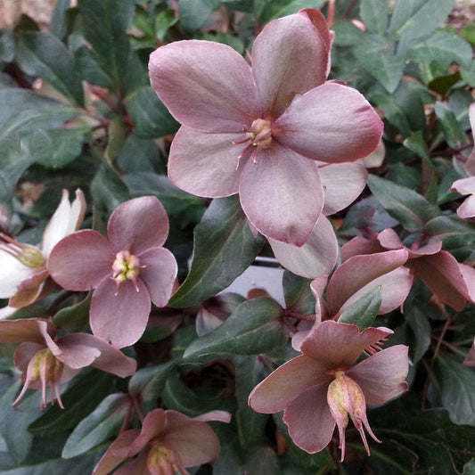 Helleborus Maestro