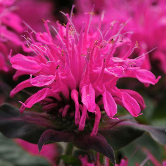 Monarda Balmy™ Rose