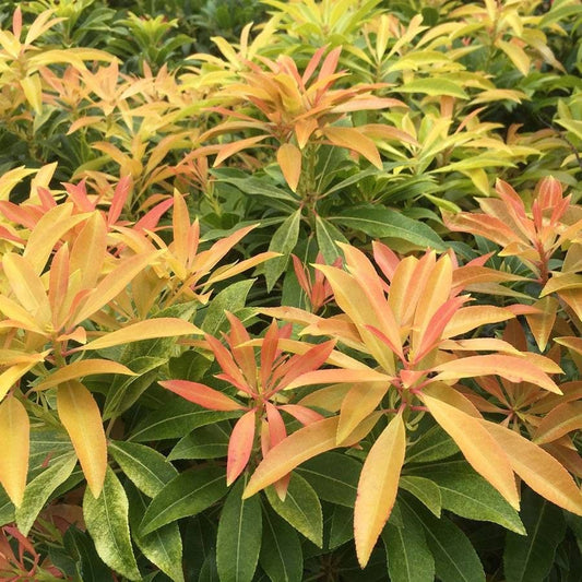 Pieris 'Forest Flame'