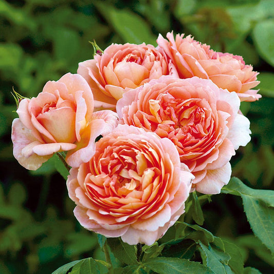 Rose Carding Mill®