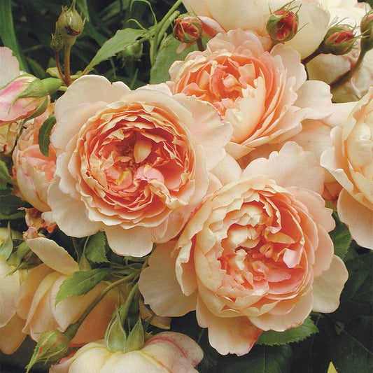 Rose Carding Mill®
